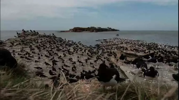Hundreds of oystercatchers on the rocks, with Hilbre Island in the distance